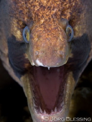 Evil looking blackcheek. don´t put your finger anywhere n... by Joerg Blessing 